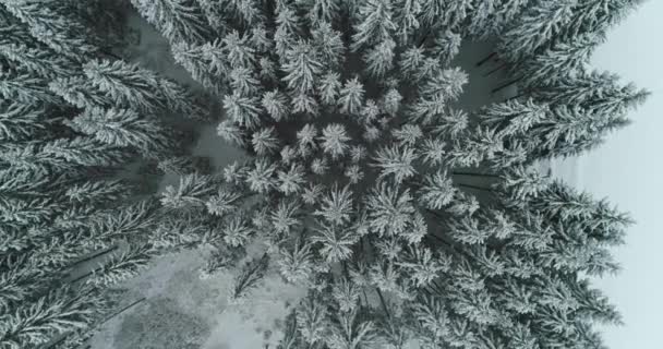 Дрон фото заснеженные деревья, зимняя природа красивая Европа — стоковое видео