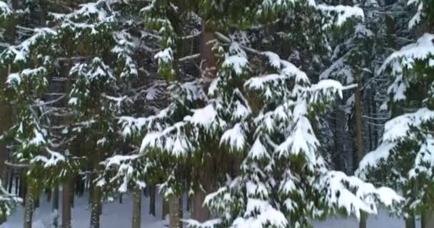 Drone photo arbres enneigés, hiver nature belle Europe a — Video