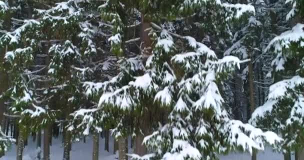 Drone photo snow covered trees, winter nature beautiful Europe a — 비디오