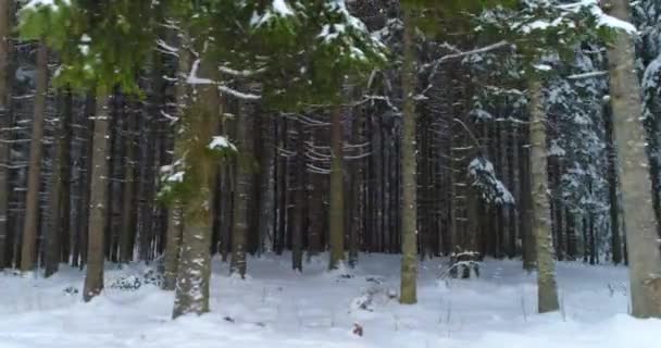 Drone foto árboles cubiertos de nieve, naturaleza de invierno hermosa Europa un — Vídeo de stock