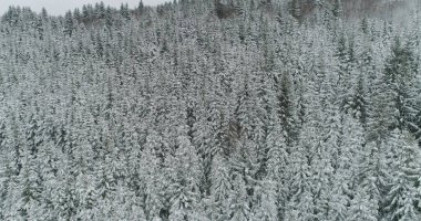 Drone 'un fotoğrafı karla kaplı ağaçlar, kış doğası güzel Avrupa