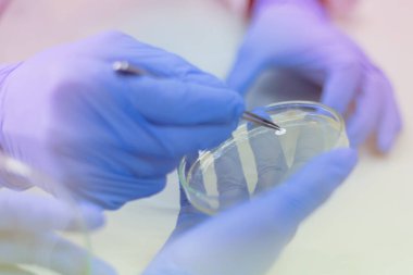 Coronavirus 'u kabul et. Corona vi için bilim adamı ya da doktor araştırması