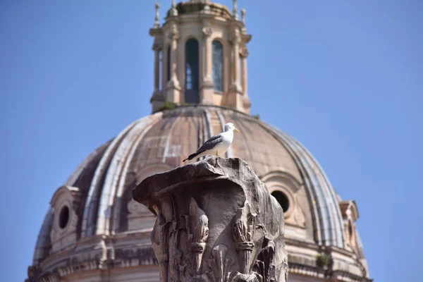 Rome Italie Juin 2019 Des Monuments Les Célèbres Monde Forum — Photo