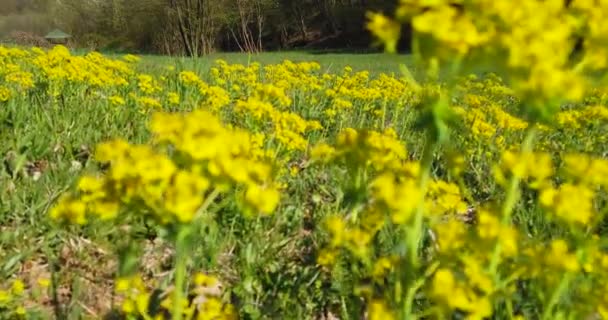 Homme perdu marchant à l'intérieur de la forêt profonde et essayant de trouver la bonne façon de retourner à la maison