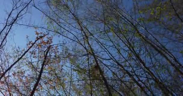 Homme perdu marchant à l'intérieur de la forêt profonde et essayant de trouver la bonne façon de retourner à la maison