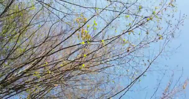 Homme perdu marchant à l'intérieur de la forêt profonde et essayant de trouver la bonne façon de retourner à la maison