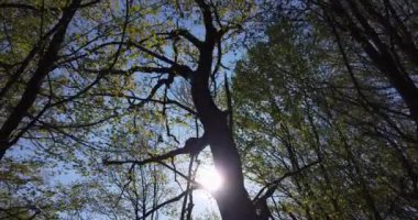 Kayıp adam ormanın derinliklerinde yürüyor ve eve dönmek için doğru yolu bulmaya çalışıyor.