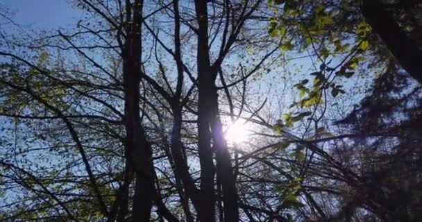 Homme perdu marchant à l'intérieur de la forêt profonde et essayant de trouver la bonne façon de retourner à la maison