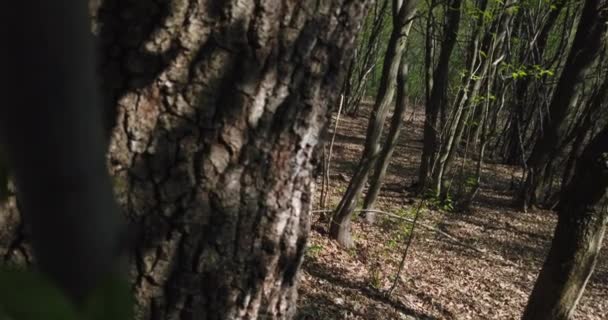 Förlorad Man Går Djupa Skogen Och Försöker Hitta Rätt Väg — Stockvideo