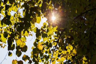 Ağaçların tepesinde güneş ışığı ve arka planda gökyüzü, yüzeysel alan derinliğine dikkat edin.