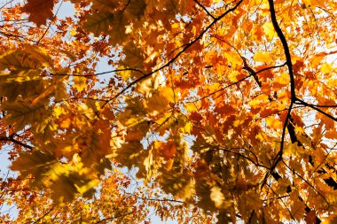 güneşli bir günde, Not sığ derinlik-in tarla sonbaharda ağaç taç