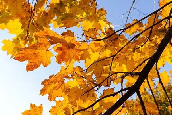 Copa Del Árbol Con Cielo Fondo Nota Poca Profundidad Campo — Foto de Stock