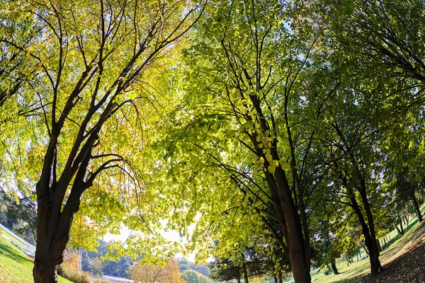 Grüne Bäume Stadtpark Dramatische Perspektive Mit Fischauge Linse — Stockfoto