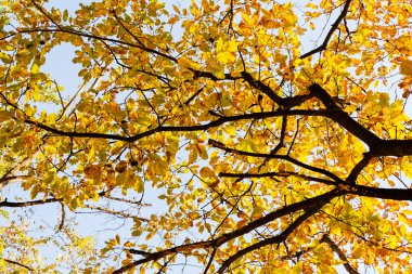 sarı treestop yeşillik içinde erken sonbaharda, Not alan sığ derinliği