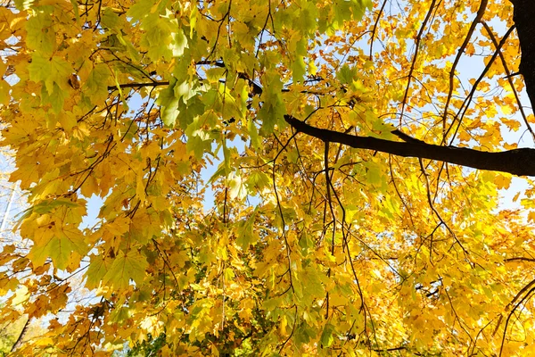 Roble en otoño — Foto de Stock