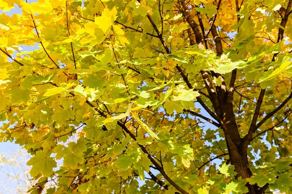 Copa del árbol con el cielo en el fondo — Foto de Stock