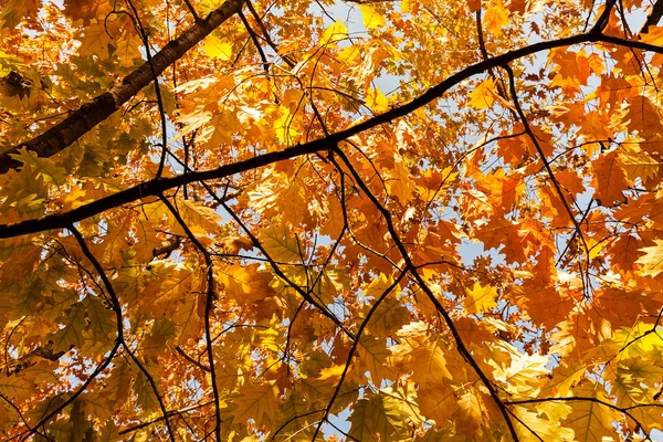 Copa del árbol en otoño — Foto de Stock