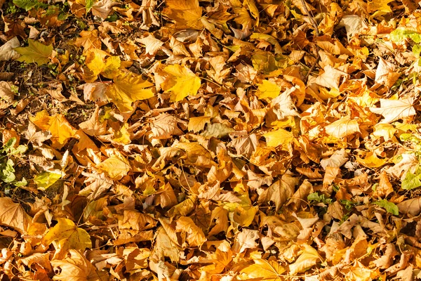 Düşen kuru yapraklar