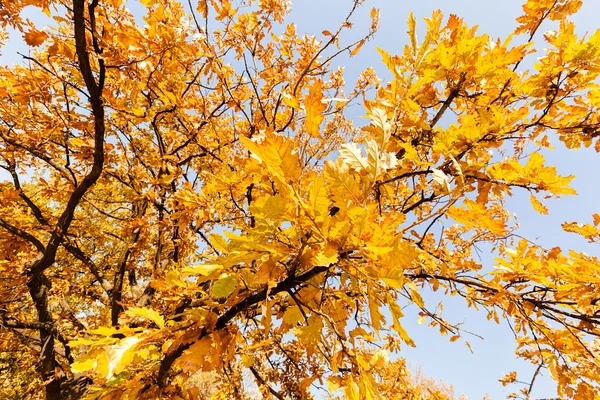 Gele Herfst Bladeren Zonnige Dag Met Blauwe Lucht Achtergrond Opmerking — Stockfoto