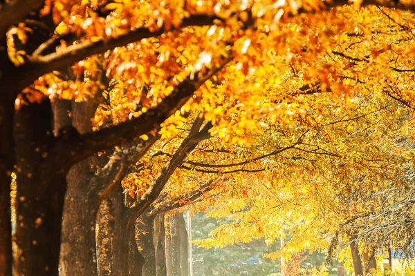 Avenida Árboles Parque Otoño Nota Poca Profundidad Campo — Foto de Stock