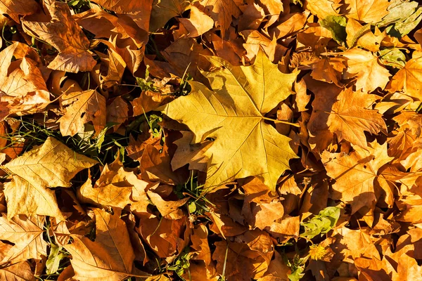Сухе Опале Листя Восени Відзначимо Невелику Глибину Різкості — стокове фото