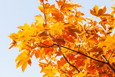 kırmızı güneş ışığı altında not alan sığ derinliği, mavi arka plan bırakır.