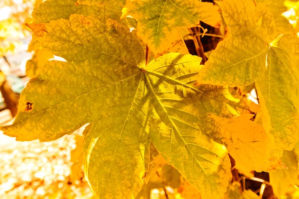 Gul krona i solen — Stockfoto