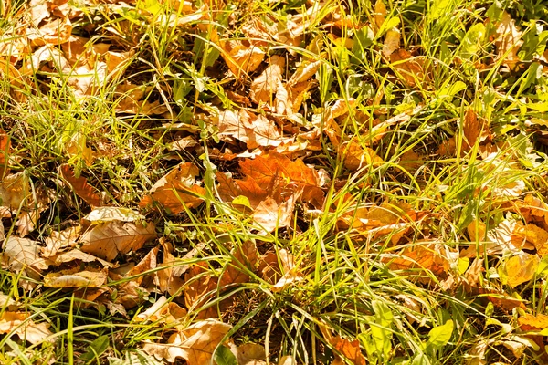 Πεσμένα φύλλα φθινοπώρου — Φωτογραφία Αρχείου