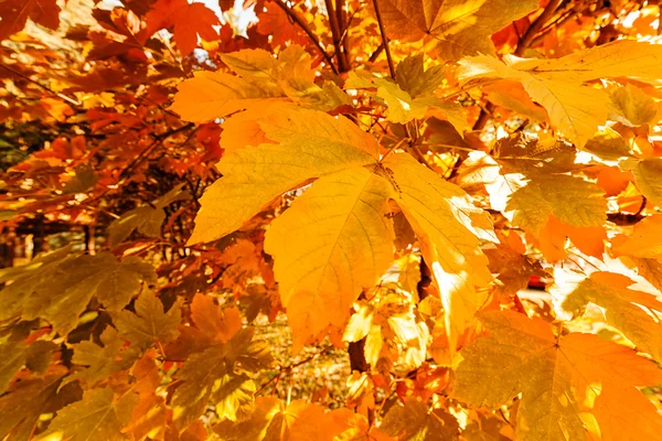 树叶在秋天 注意浅景深的所有颜色 — 图库照片