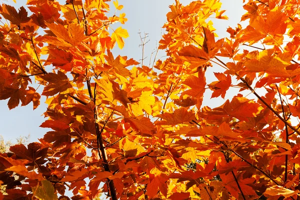 Cielo Por Encima Corona Con Hojas Rojas Principios Otoño Nota — Foto de Stock