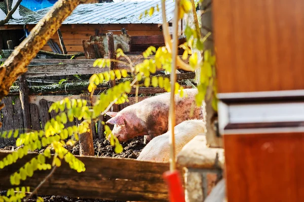 Domuzlar Kendi Ortamlarında Alan Sığ Derinliği — Stok fotoğraf