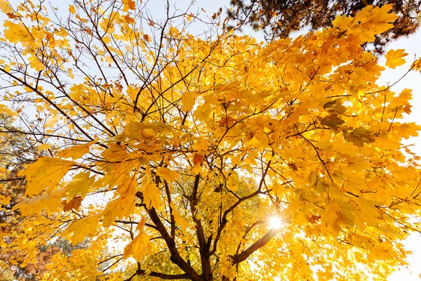 Centran Corona Árbol Amarillo Otoño Día Soleado Nota Poca Profundidad — Foto de Stock