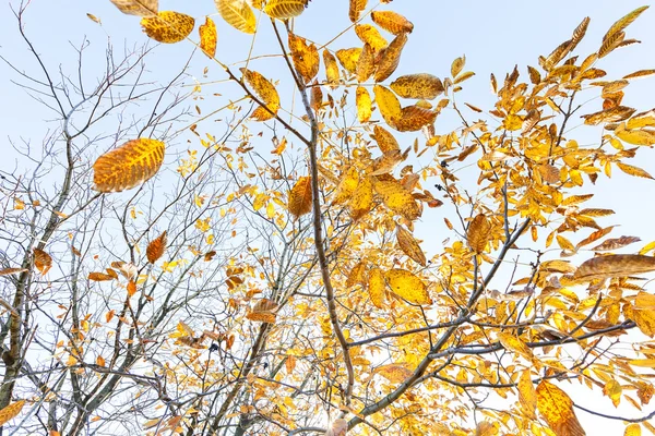 Sommet des arbres en automne — Photo