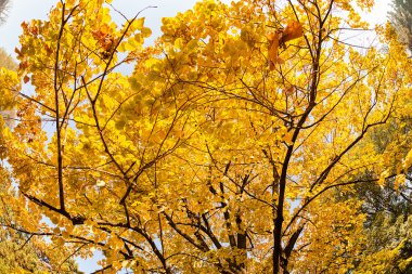 sonbaharda ağaç üst