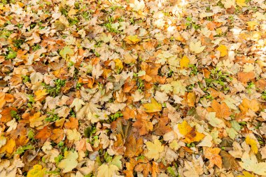 Düşen sonbahar yaprakları