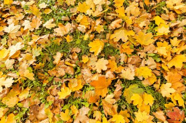 Düşen sonbahar yaprakları