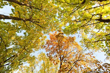Ağaç seviyesinde, atışa gökyüzü ile