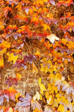 Kırmızı yabani ağaç-sarmaşık