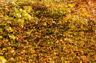 yoğun vahşi-sarmaşık 