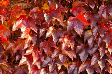 doğada kırmızı yaprakları