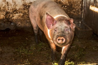 domuz ahırı demiler
