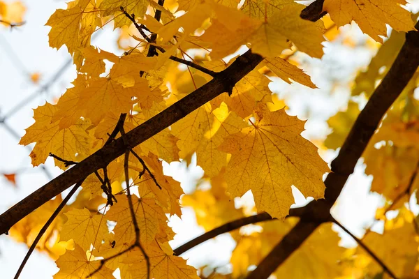 Жовте дерево зверху восени — стокове фото