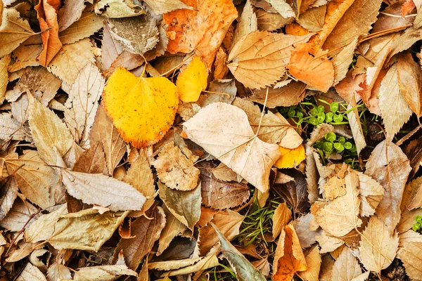 Сухий опале листя — стокове фото