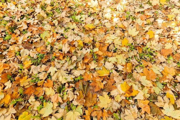 Düşen sonbahar yaprakları