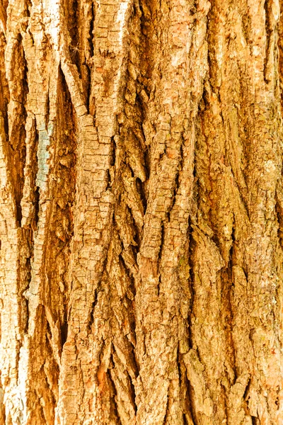 Casca de árvore como um fundo — Fotografia de Stock