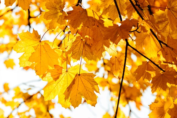 Жовте листя восени — стокове фото