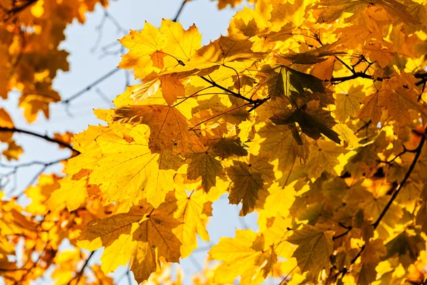 Folhas amarelas no outono — Fotografia de Stock
