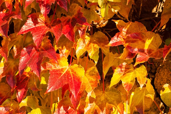 Rote Blätter in der Natur — Stockfoto