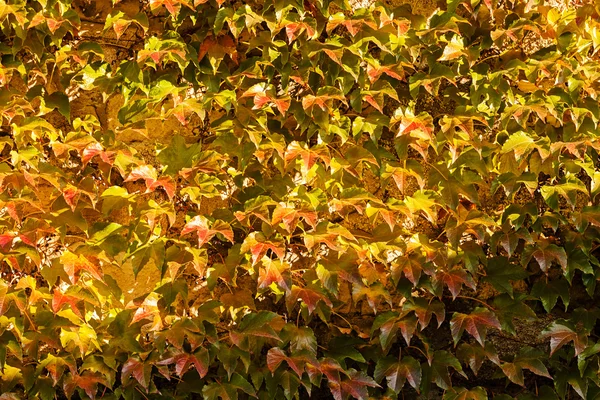 Dense wild-creeper — Stock Photo, Image