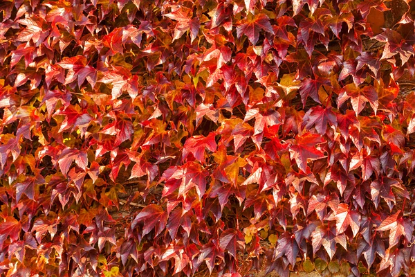 Red leaves in nature — Stock Photo, Image
